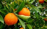 польза и вред апельсинов для здоровья людей